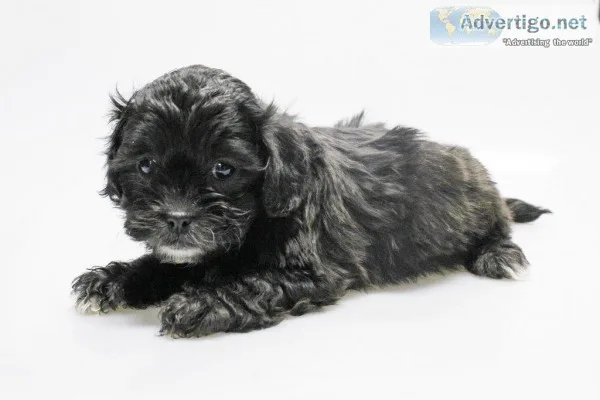 Steamy Male Shihpoo