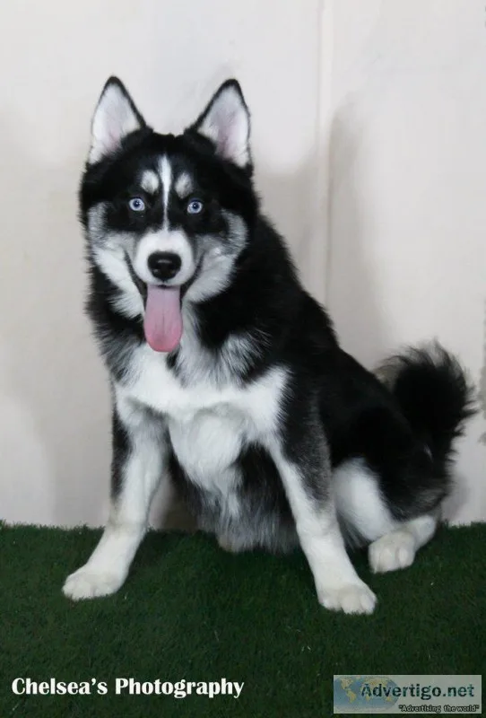 Forest Female Pomsky