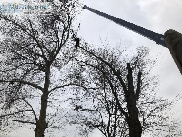 Tree Cutting Service in Nutley NJ
