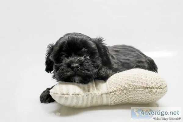Sun Shine Female Shihpoo