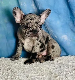 Marco Male Frenchton