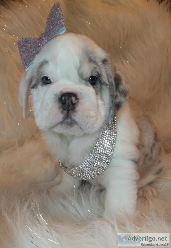 Mellie Female AKC English Bulldog