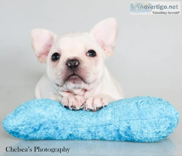Abbie AKC Female French Bulldog