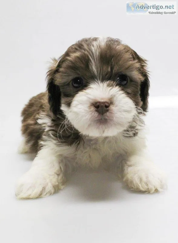 Sprinkle Male Shihpoo