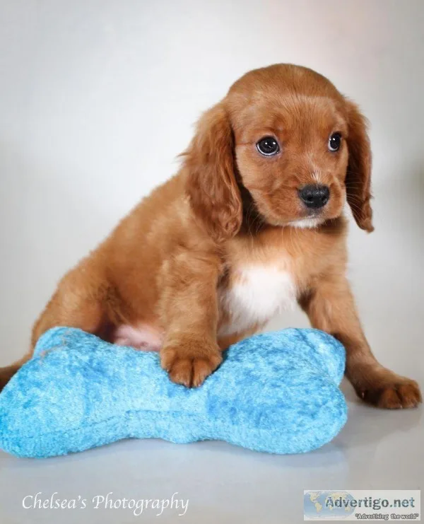 Doyal F1b Male Cavapoo