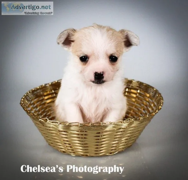 Cindy Female Toy Fox Terrier Mix