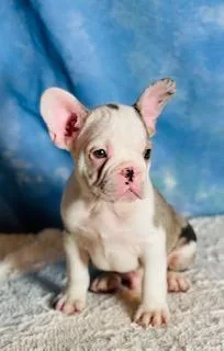 Jasper Male Frenchton