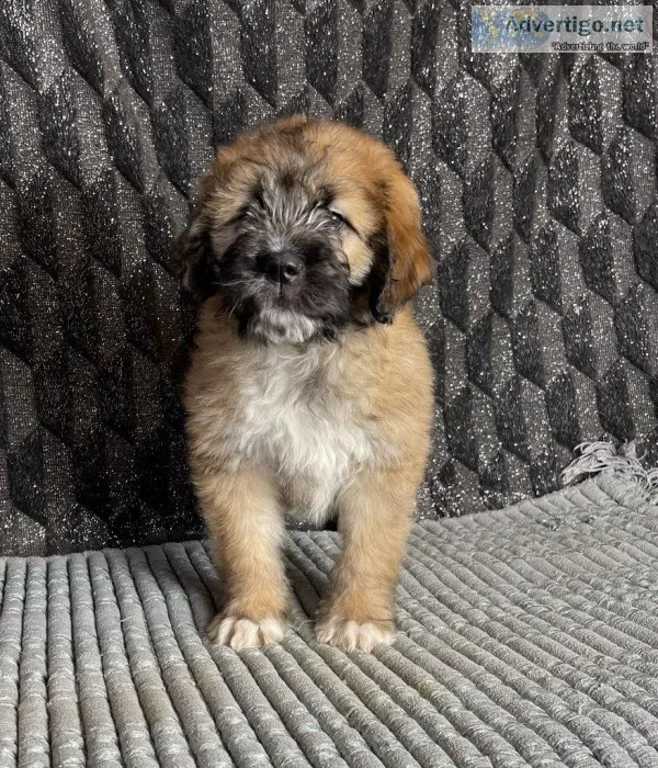 Ranger Male Saint Berdoodle
