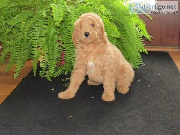 Jake Male Mini F1B Goldendoodle