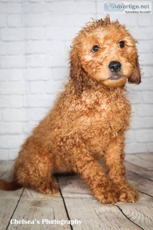 Liz Female Mini Goldendoodle