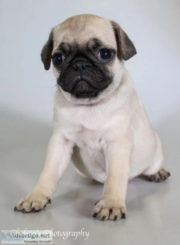 Gracie Female AKC Pug