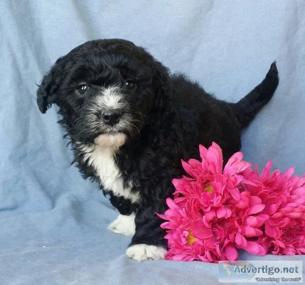 Mittens Female Mini Sheepadoodle