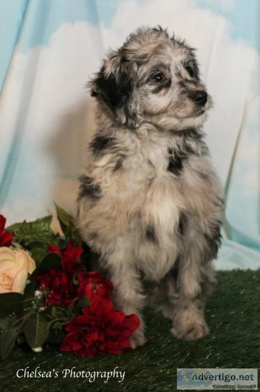Willow Female Mini Aussiepoo