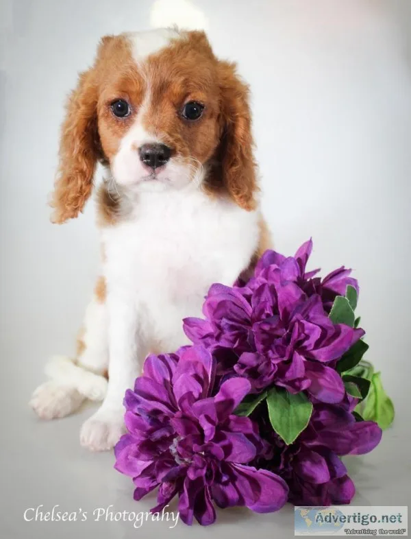 Lily F1b Female Cavapoo