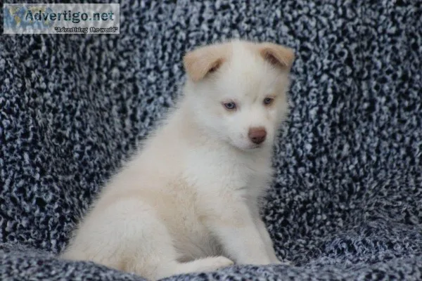 Biscuit Male Mini Pomsky