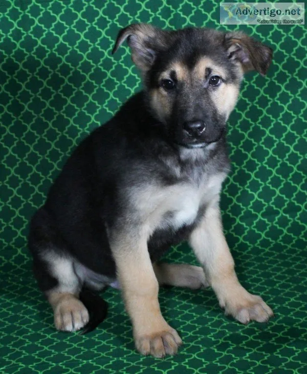 Kennedy Male AKC German Shepherd