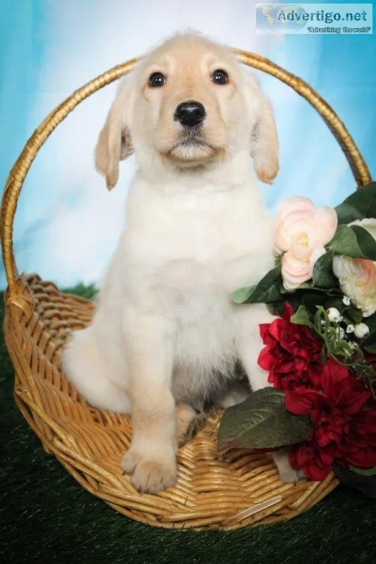 Barney Male Labradoodle