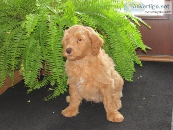 Blake Male Mini F1B Goldendoodle