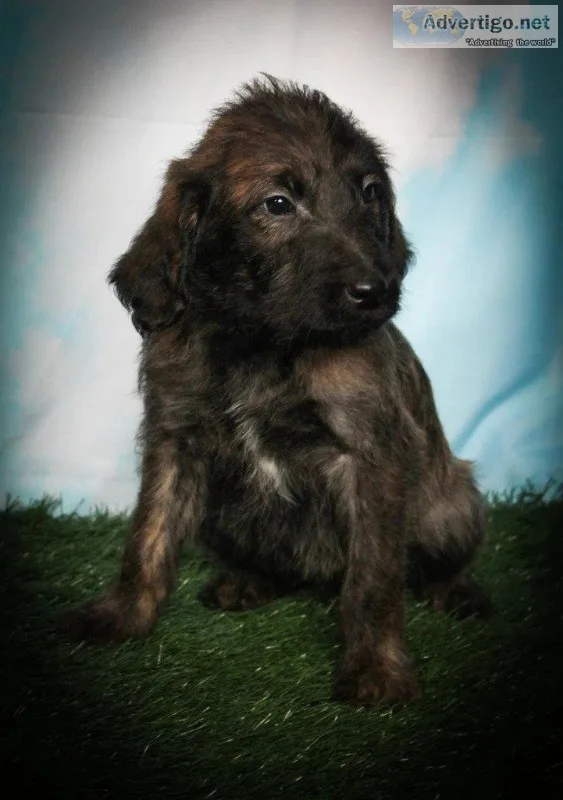 Buster Male Labradoodle