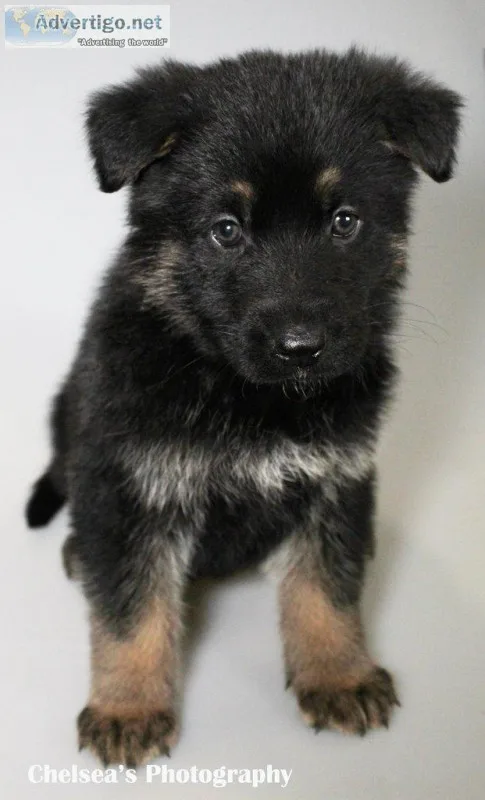 Luna Female AKC German Shepherd