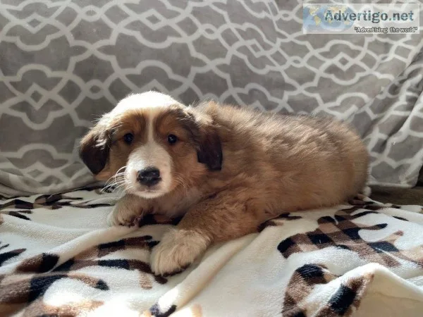 Peyton Female Bernese Mountain Dog Rough Collie Mix