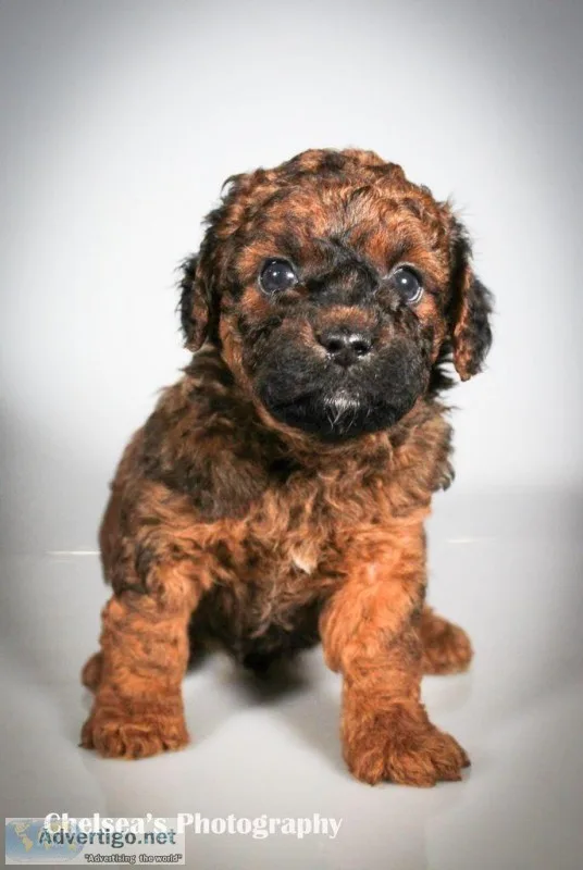 Neo Male F1B Mini Goldendoodle