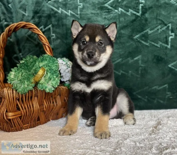 Nigel Male AKC Shiba Inu