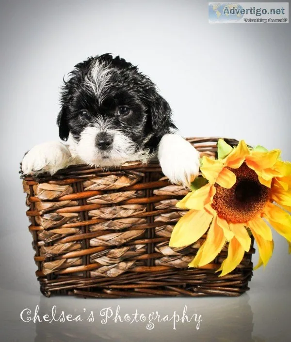 Jim Male Shihpoo