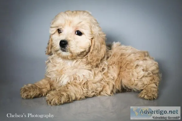 Enchanted Female Cavachondoodle