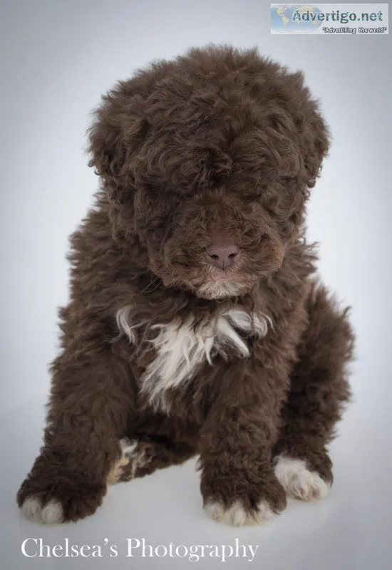 Bernard Male F1b Bernedoodle