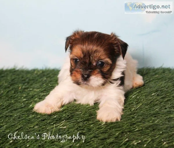 Louis Male Shorkie