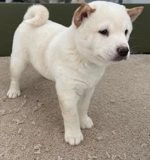 Icy Female AKC Shiba Inu
