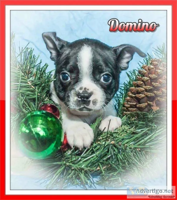 Domino Male Frenchton