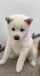 Brooke Female AKC Shiba Inu