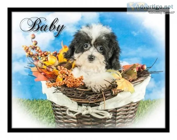 Baby Female Poochon