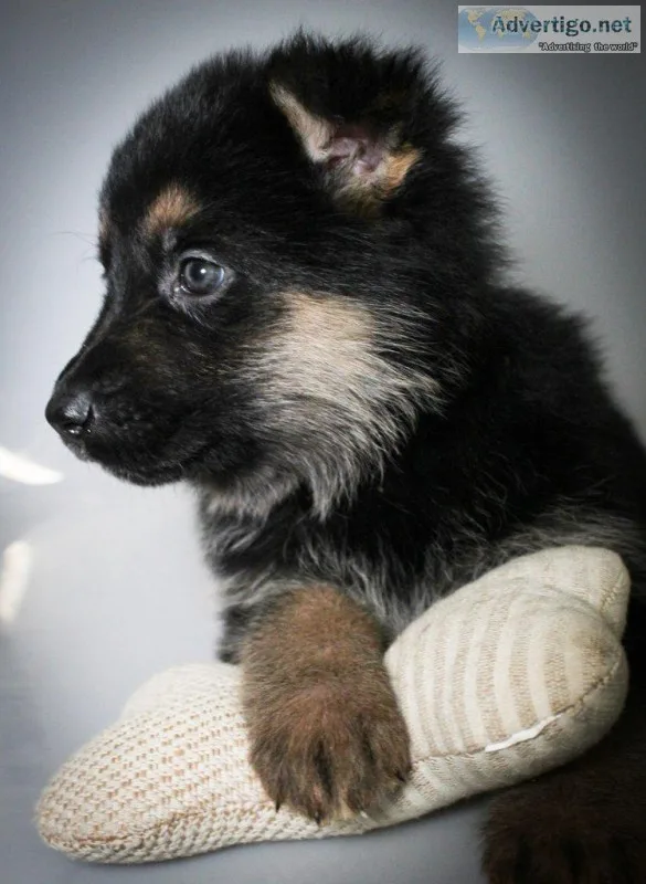 Remi Female AKC German Shepherd