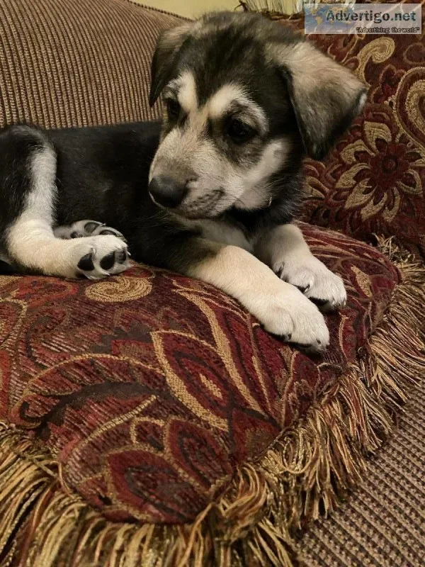 German ShepherdSiberian Husky mix