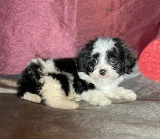Oreo Male Cavapoo