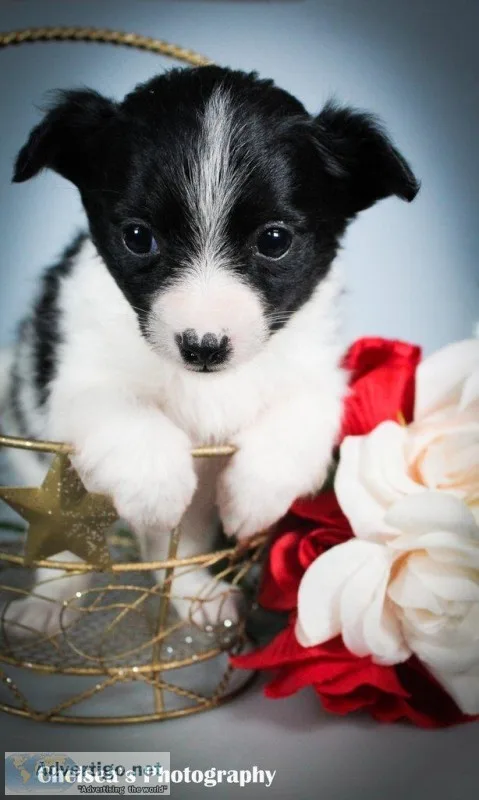 Carson Male Toy Fox Terrier Mix