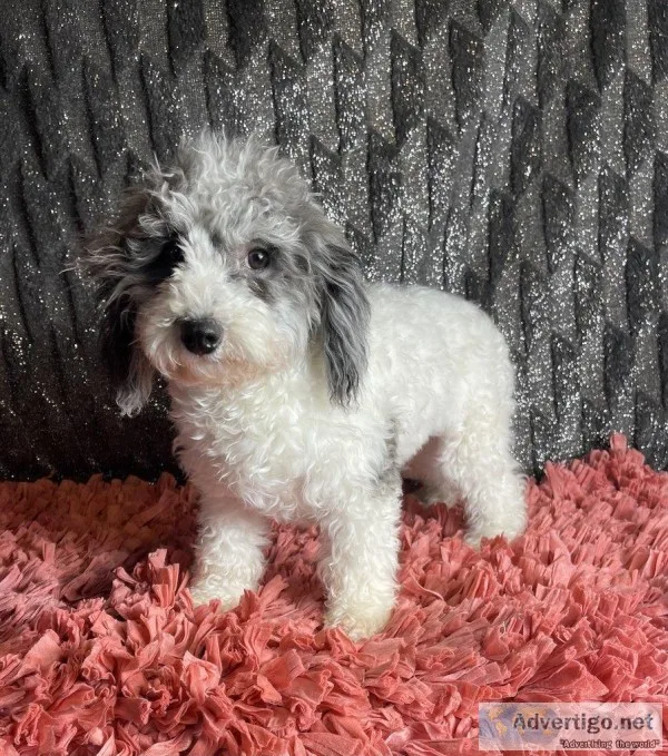 Jenna Female Poochon