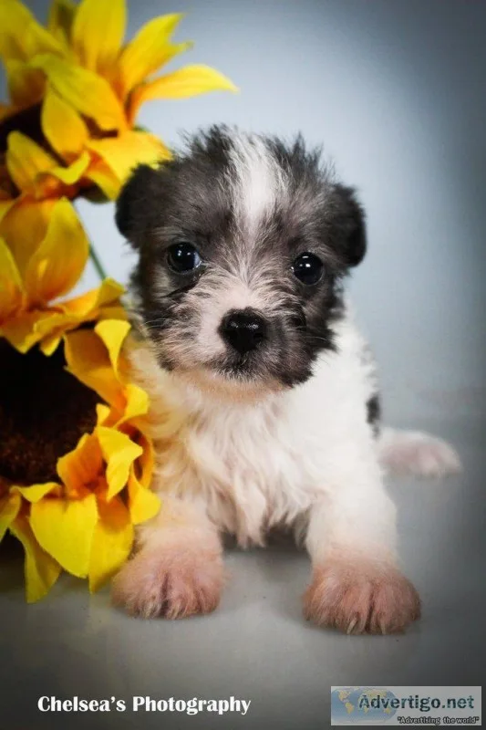 Ruby Female Toy Fox Terrier Mix