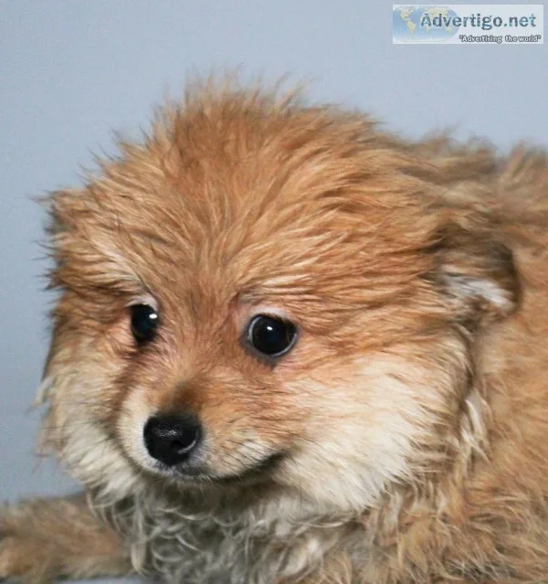 King Male AKC Pomeranian