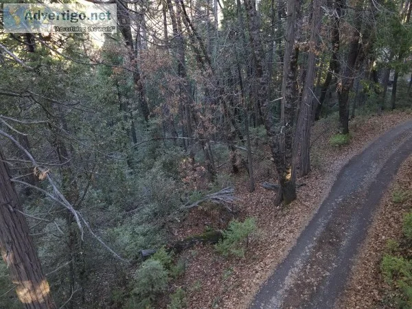 Wooded residential lot