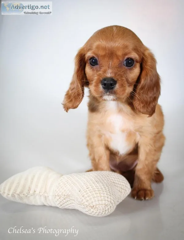 Faye F1b Female Cavapoo