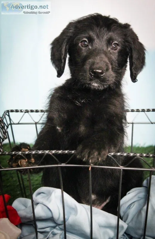 Duke Male Labradoodle