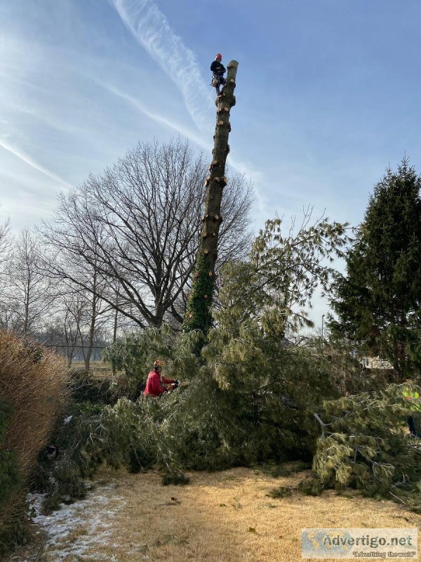 Tree Pruning Service in North Arlington NJ