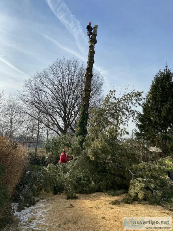 Tree Pruning Service in North Arlington NJ