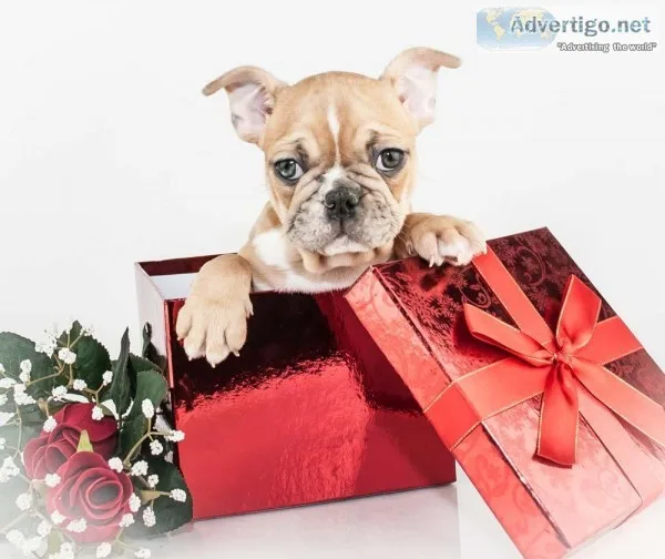 Willie Male Frenchton
