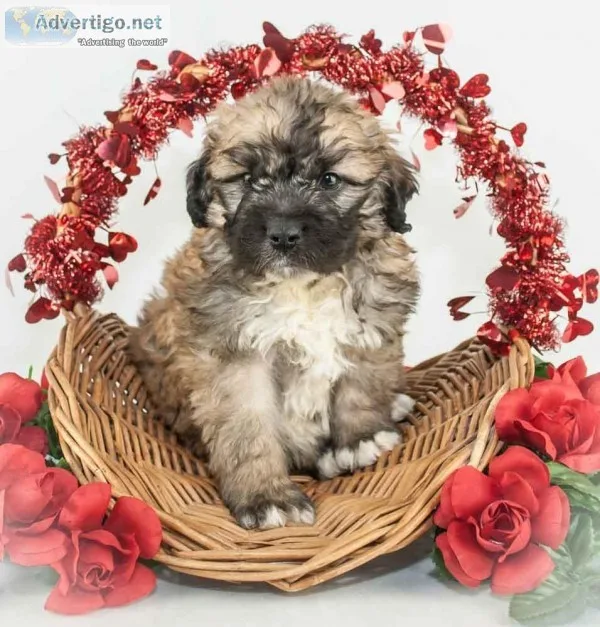Buddy Male Saint Berdoodle