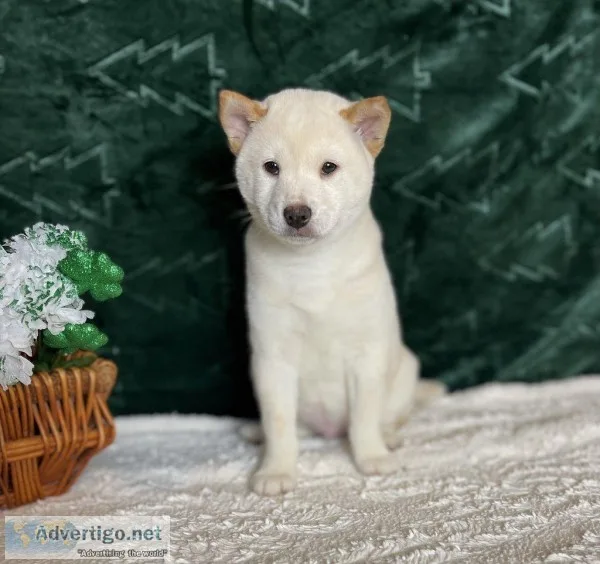 Cole Male AKC Shiba Inu